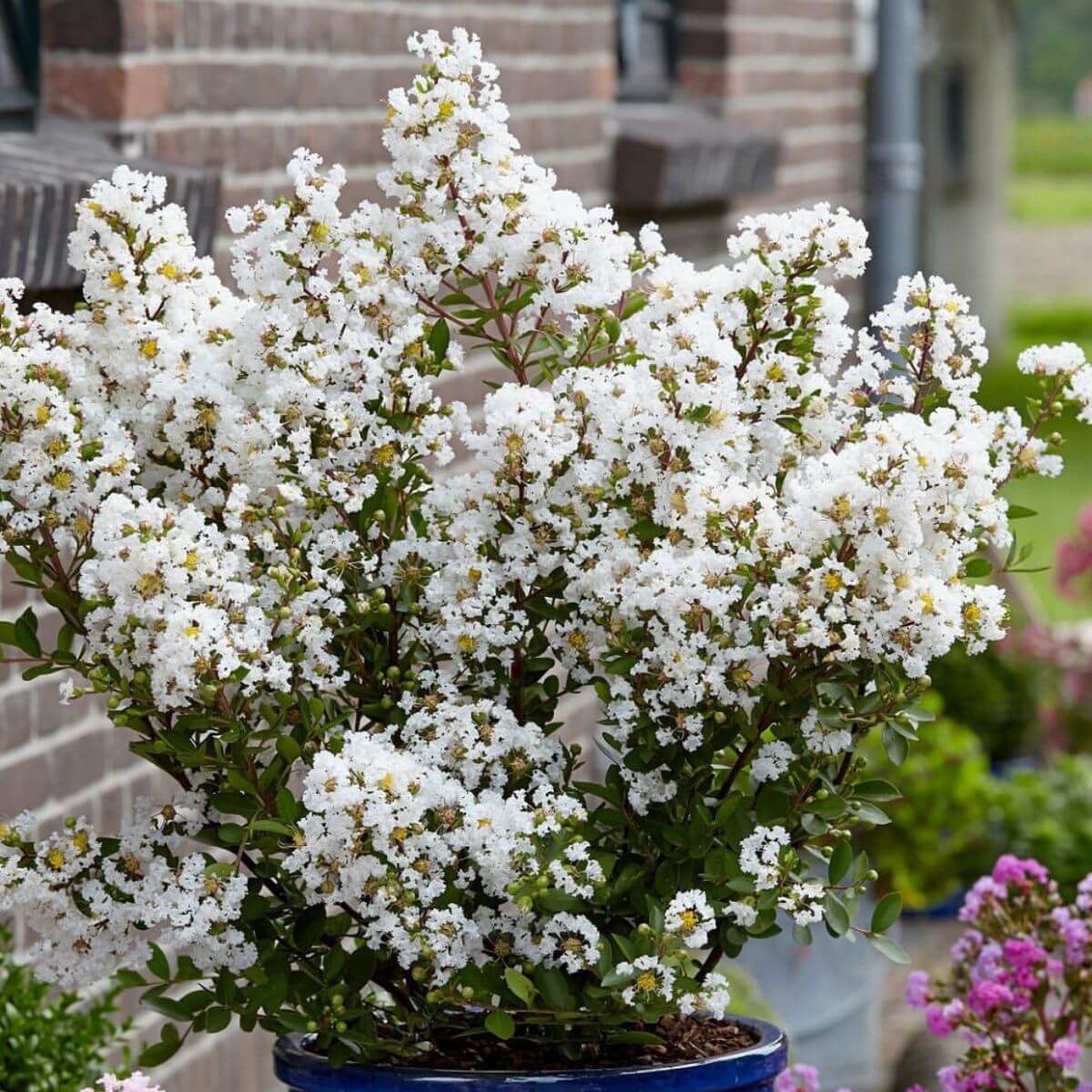 Lagerstroemia Nivea sadzonka