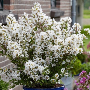 Lagerstroemia Nivea ⌇ Lagerstroemia indica