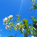 Lagerstroemia Nivea długo kwitnąca