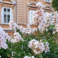 Lagerstroemia Nivea roślina dekoracyjna
