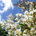 Lagerstroemia Nivea roślina na taras