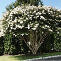 Lagerstroemia Nivea roślina do ogrodu