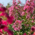 Lagerstroemia Rhapsody in Pink ‘Whit VIIIB’ roślina na taras