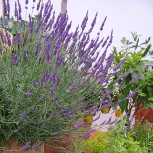Lawenda Platinum Nico ⌇ Lavandula