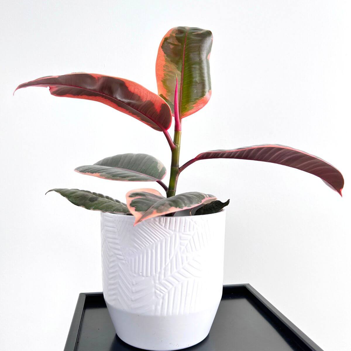 Fikus elastica Belize sadzonka
