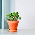 Adenium Mini Baobab stanowisko