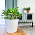 Adenium Mini Baobab roślina do salonu