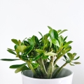 Adenium Mini Baobab uprawa