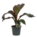 Bananowiec Red Banana Maurelii sadzonka w doniczce P14