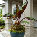Bananowiec Red Banana Maurelii roślina przed wejście