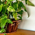Epipremnum Aureum złociste