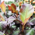 Bananowiec Red Banana Maurelii egzotyczna roślina do ogrodu