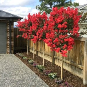 Lagerstroemia Best Red na pniu ⌇ Lagerstroemia indica
