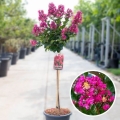 Lagerstroemia Berry Dazzle na pniu kwiatostany