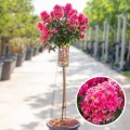 Lagerstroemia Coral Magic na pniu kwitnąca