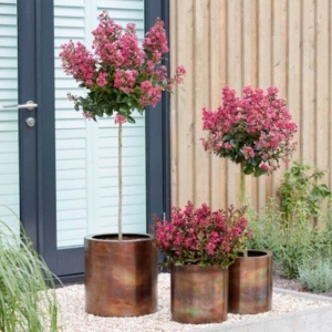 Lagerstroemia Coral Magic na pniu ⌇ Lagerstroemia indica