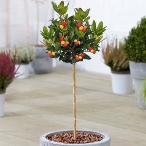 Drzewko truskawkowe na pniu ⌇ Arbutus Unedo