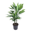 Dracena fragrans Cintho sadzonka w doniczce