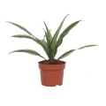 Dracena Warneckei P 12 sadzonka