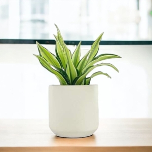 Dracena Malaika ⌇  Dracena fragrans