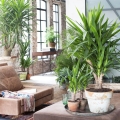 Dracena fragrans Cintho egzotyczna roślina do salonu