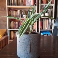 Dracena Warneckei   roślina do doniczki
