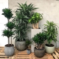 Dracena fragrans Cintho roślina egzotyczna