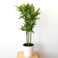 Dracena fragrans Cintho sadzonka