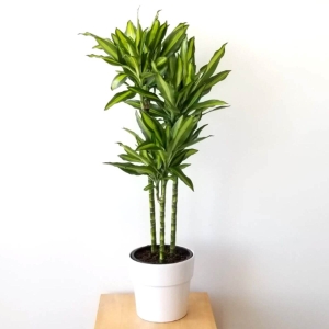 Dracena fragrans Cintho ⌇ Dracena fragrans