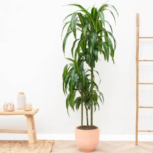 Dracena Hawaiian Sunshine ⌇ Dracena fragrans