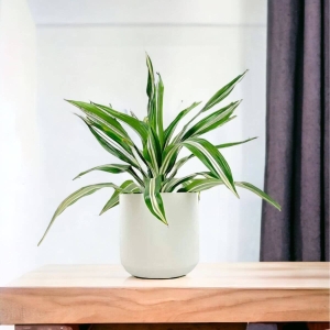 Dracena Warneckei ⌇ Dracaena fragrans