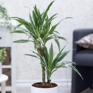 Dracena Arturo ⌇ Dracena fragrans
