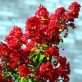 Lagerstroemia Czerwona długo kwitnąca