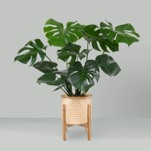 Monstera Dziurawa ⌇ Monstera deliciosa