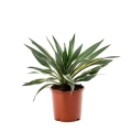 Juka gloriosa Variegata sadzonka w doniczce C5