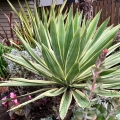 Juka gloriosa Variegata sadzonka