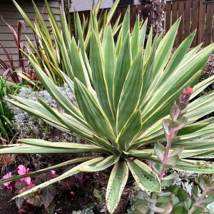 Juka gloriosa Variegata ⌇  Yucca gloriosa Variegata