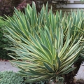 Juka gloriosa Variegata roślina na taras