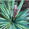Juka gloriosa Variegata roślina do donicy