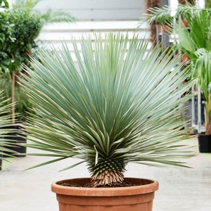 Juka Rostata ⌇ Yucca rostrata
