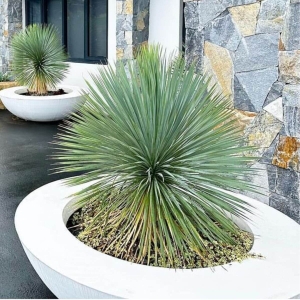 Juka Sapphire Skies ⌇  Yucca rostrata