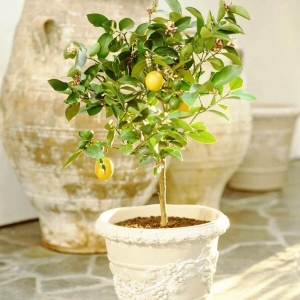 Cytryna Drzewko cytrusowe na pniu ⌇ Citrus limon