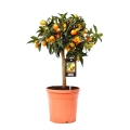 Kumquat Drzewko cytrusowe na pniu sadzonka w doniczce C4