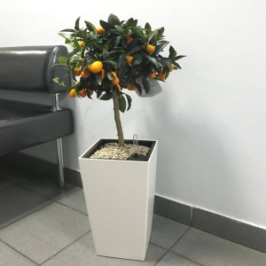 Kalamondyna Drzewko cytrusowe na pniu ⌇ Citrofortunella Calamondin