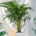Palma Areka (Dypsis Lutescens) sadzonka