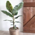 Bananowiec Musa Dwarf  uprawa domowa
