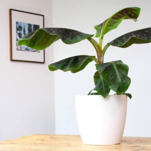 Bananowiec Dwarf ⌇ Musa Dwarf