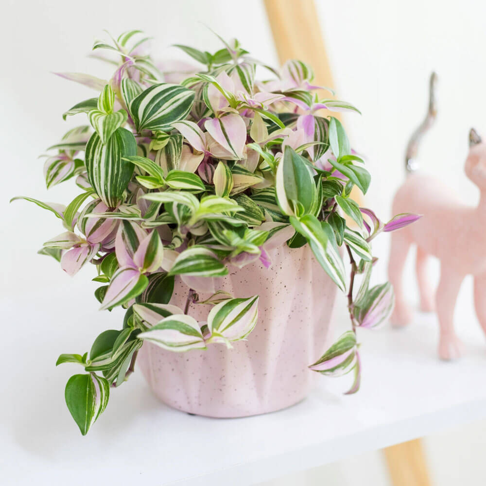Trzykrotka Tricolor ( Tradescantia Fluminensis) sadzonka