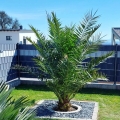 Daktylowiec Kanaryjski C15 na patio