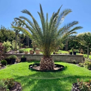 Palma Daktylowiec Kanaryjski  ⌇ Phoenix Canariensis C15